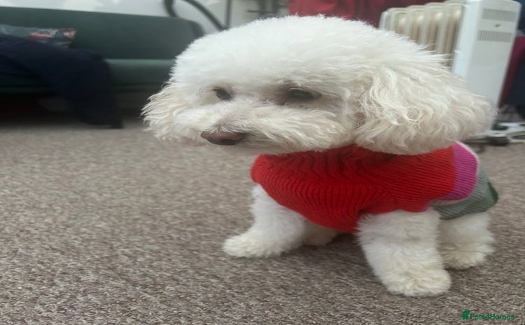 Toy Poodle dogs - Advert 1