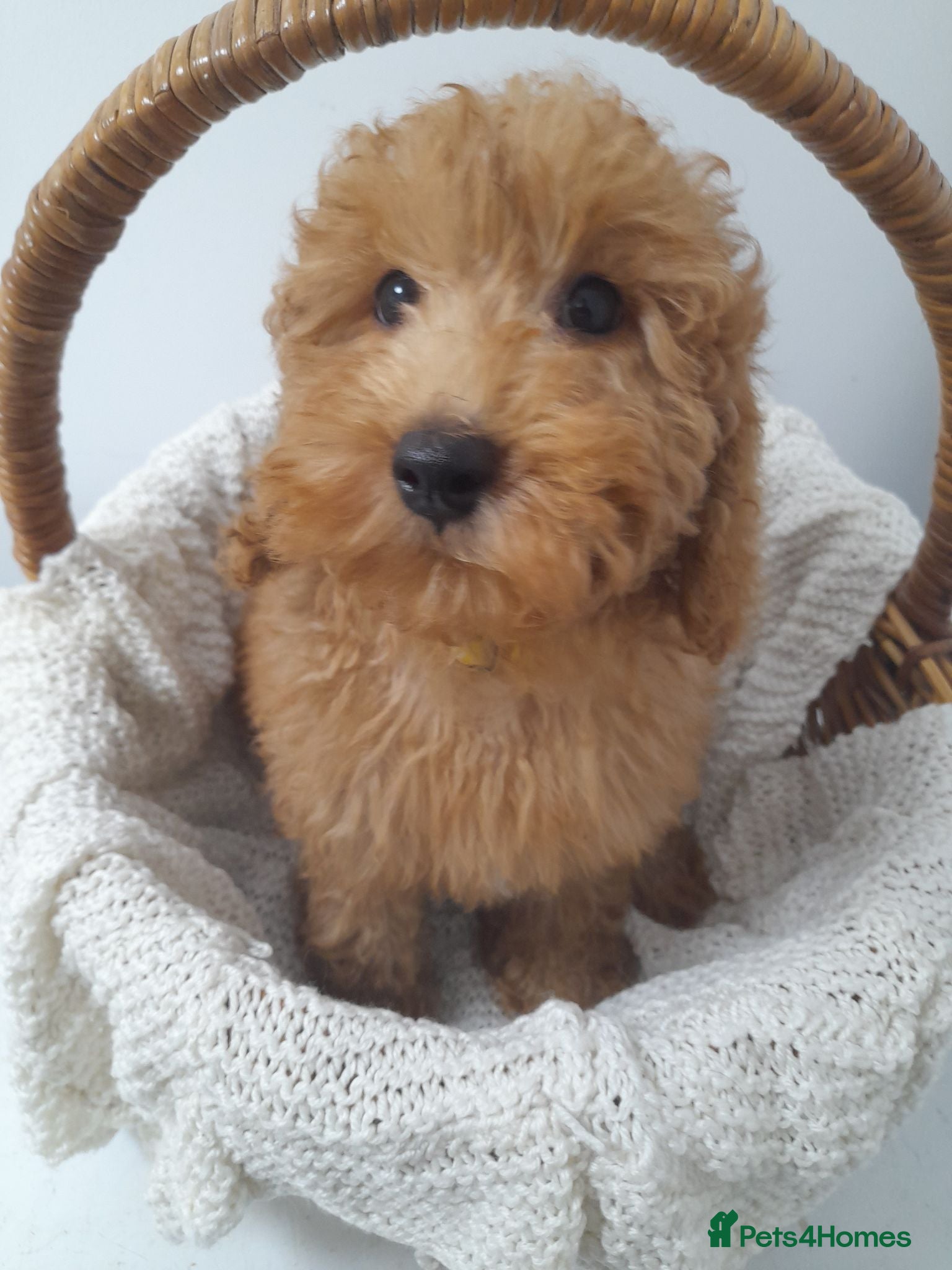 Miniature Poodle dogs Last remaining miniature poodle puppy boy. - Advert 3