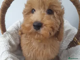 Miniature Poodle dogs Last remaining miniature poodle puppy boy. - Advert 3
