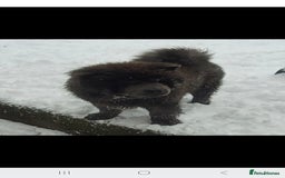 Chow Chow dogs for sale: Chow chow  - Advert 4