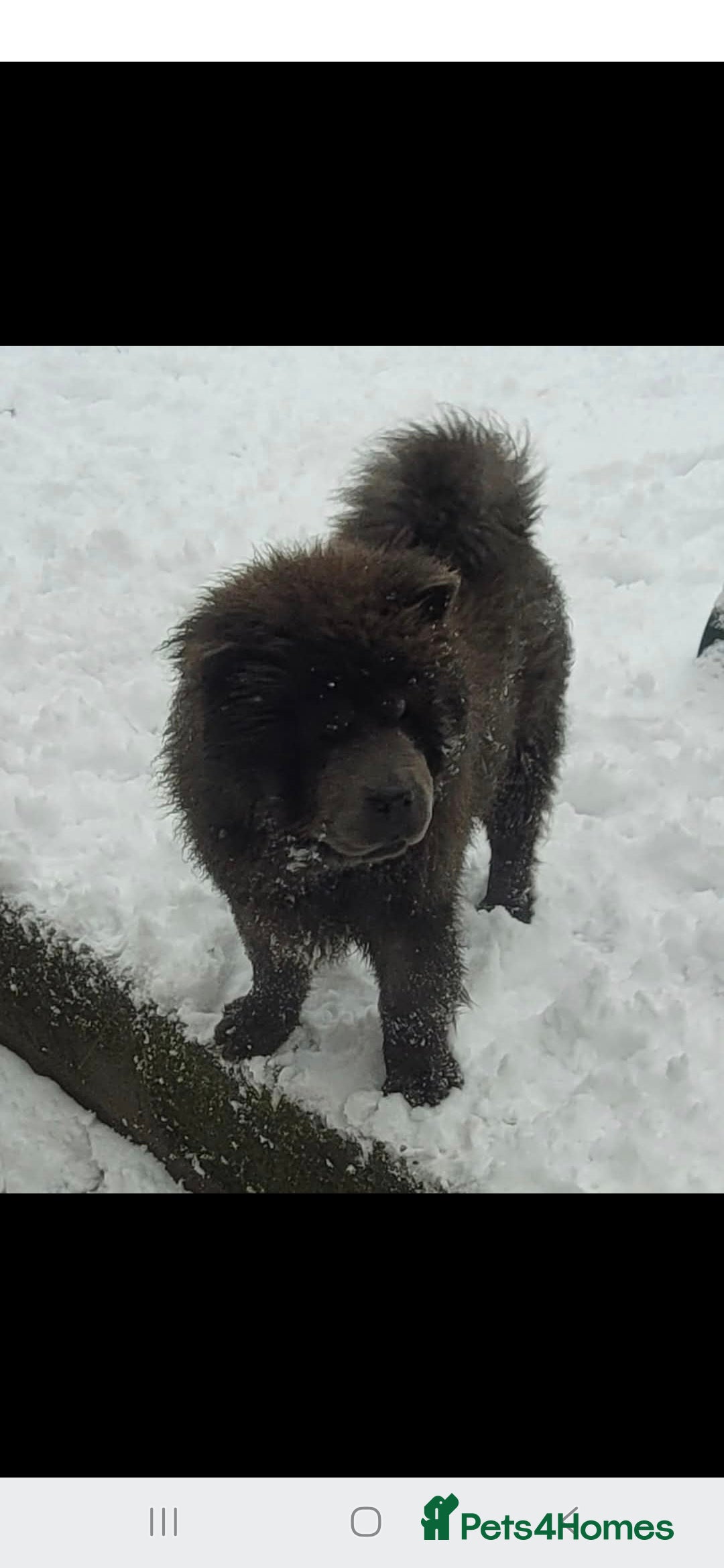 Chow Chow dogs for sale: Chow chow  - Advert 4