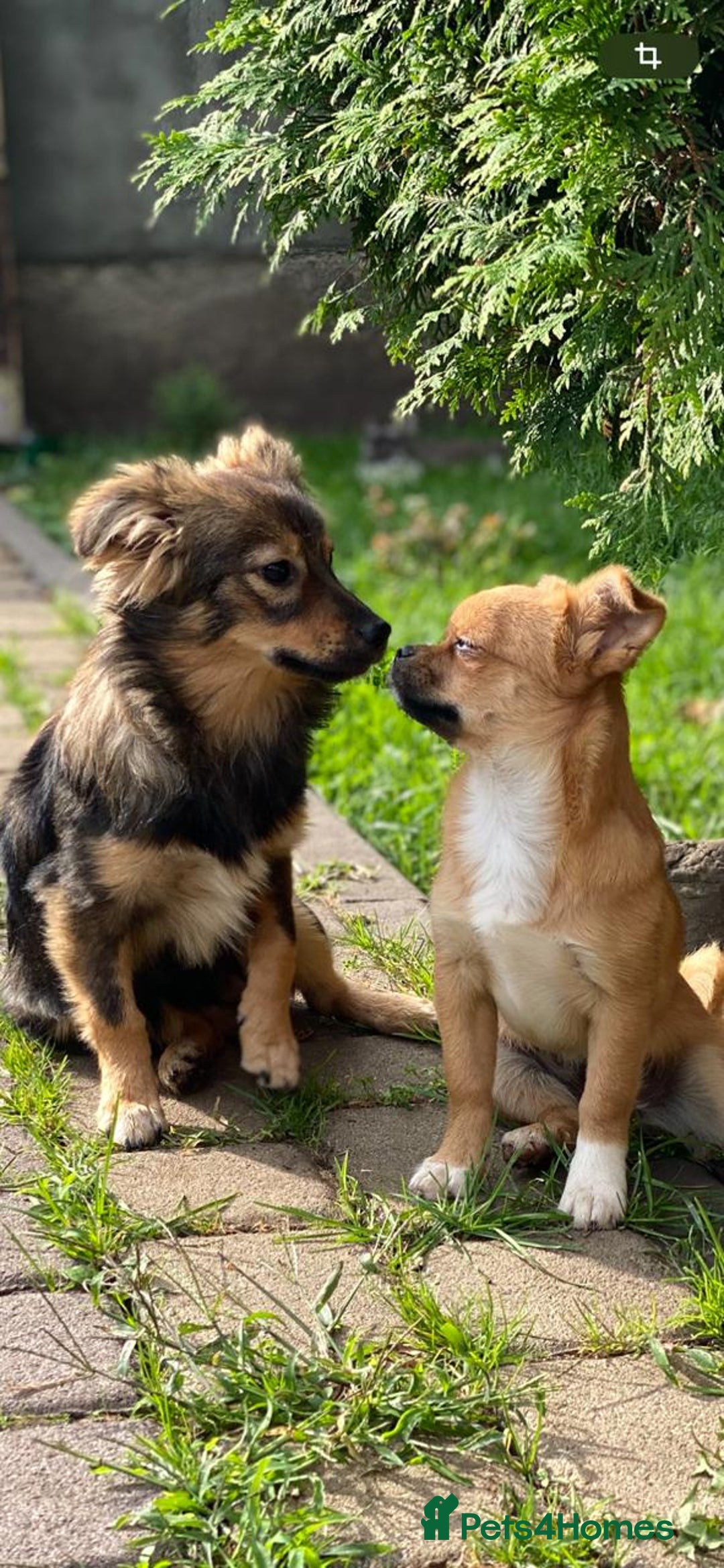 Mixed Breed dogs for adoption: 💖🐶 LESYA 🐶💖 - Image 6