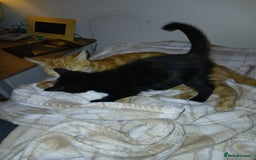 Mixed Breed cats for sale: Beautiful tortershel kitten ready for new address - Image 3