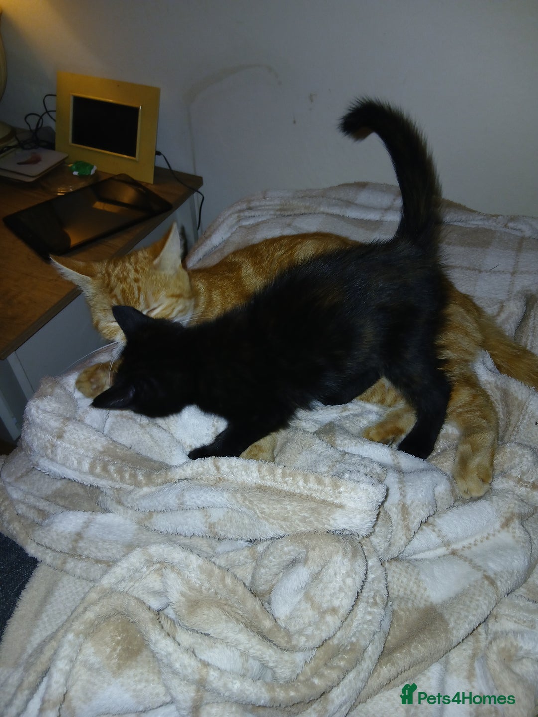 Mixed Breed cats for sale: Beautiful tortershel kitten ready for new address - Image 3