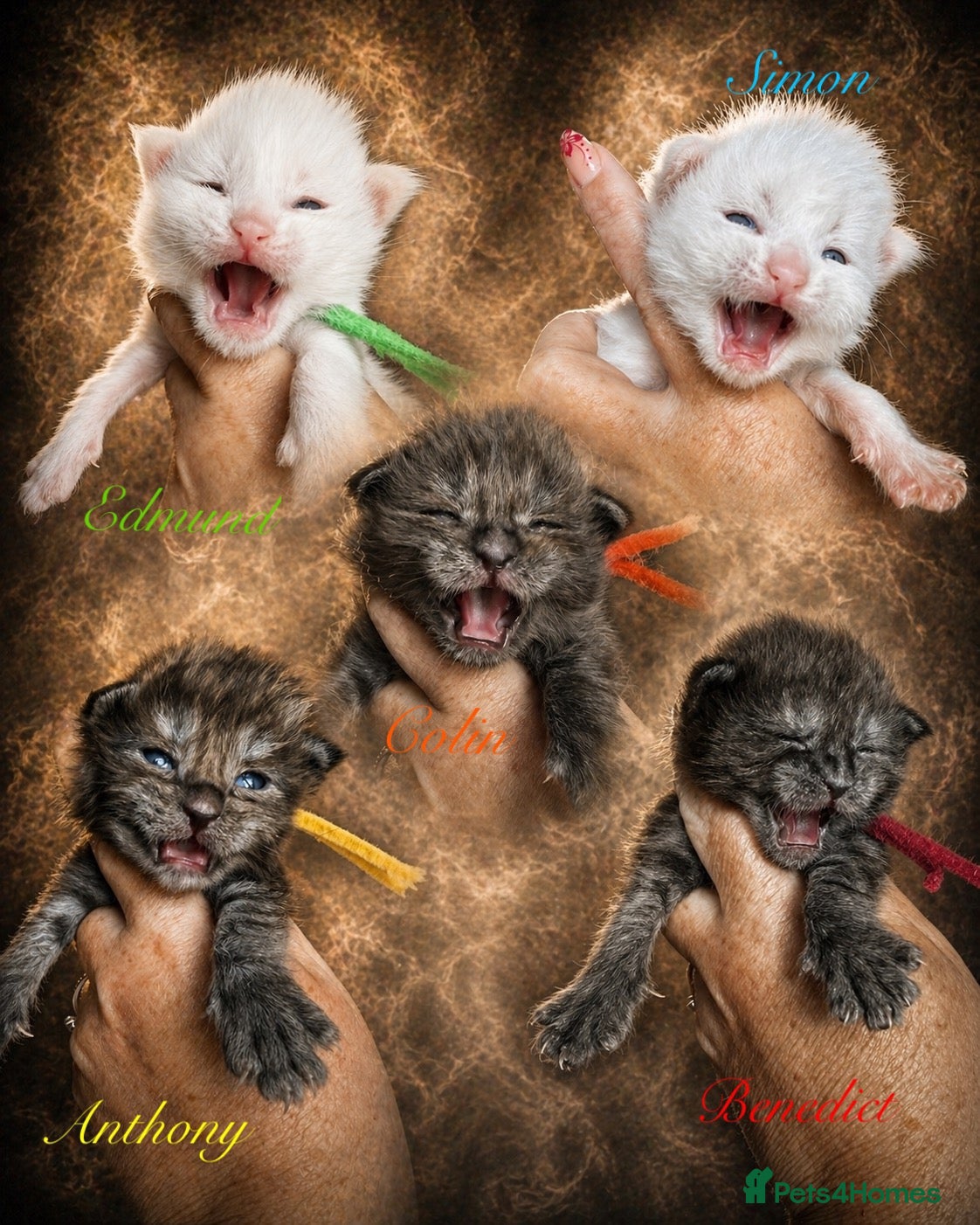 Maine Coon cats Anderpride kittens have arrived 📣.  - Advert 1