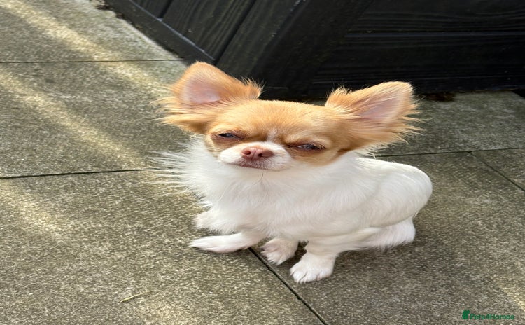 Chihuahua dogs for sale - Advert 1