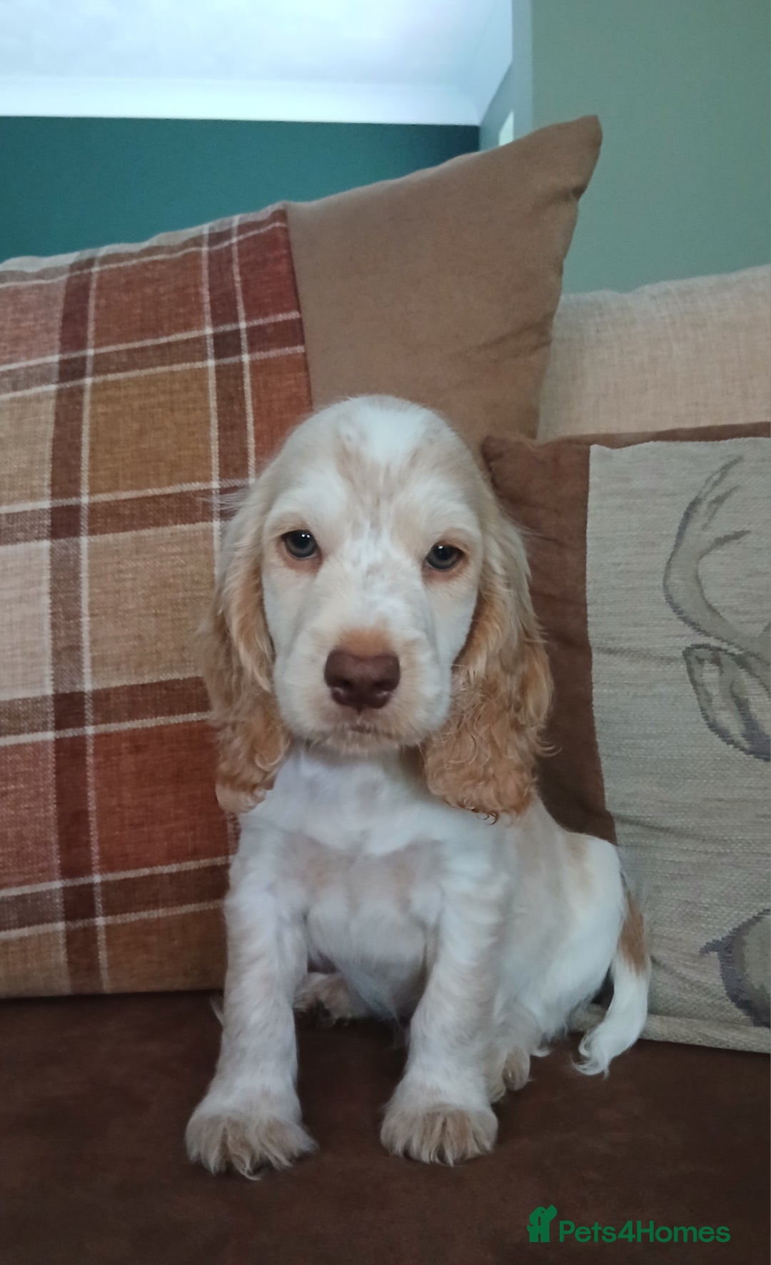 Cocker Spaniel dogs for sale: LAST BOY READY NOW KC Show Cocker Spanels  - Image 5