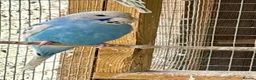Budgerigars birds for sale: Baby Budgies for sale - Advert 5