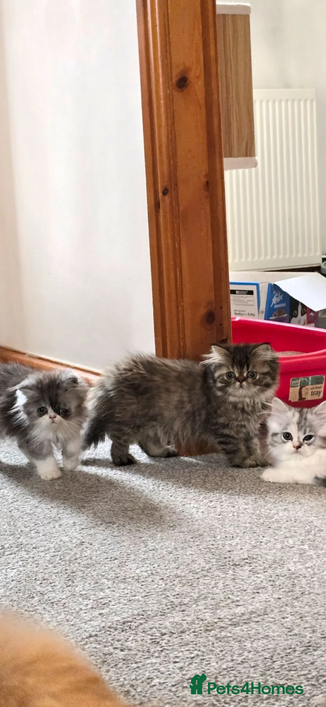 Persian cats for sale: ❤️‍🔥💜  **  PERSIAN KITTENS ❤️‍🔥💜 in Manchester - Advert 2