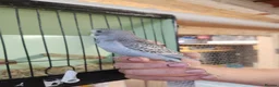 Budgerigars birds for sale: Budgies available now 🐦🐦‍⬛🦜🦚 - Advert 21