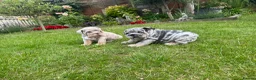English Bulldog dogs for sale: Top Quality English Bulldog Pups Not Your Usual  in Colchester - Advert 14