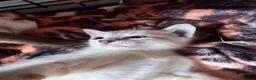 Oriental cats for sale: Only 2 remaining- snow orientals. 1 girl 1 boy - Advert 13