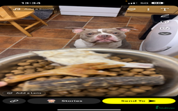 American Bully dogs for sale: Male American bully  - Image 5