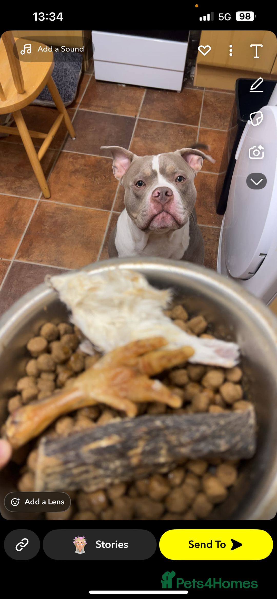American Bully dogs for sale: Male American bully  - Image 5