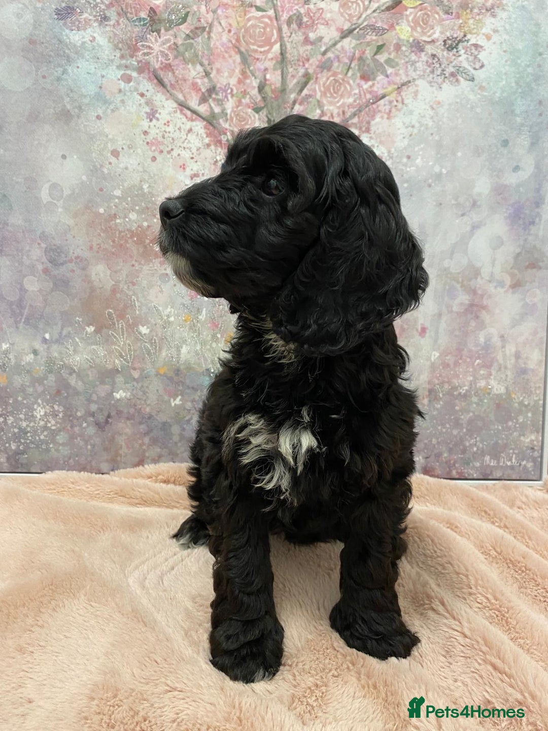 Cockapoo dogs for sale: 🐶*READY NOW*🐶  Stunning show type F1 Cockapoos  - Image 7