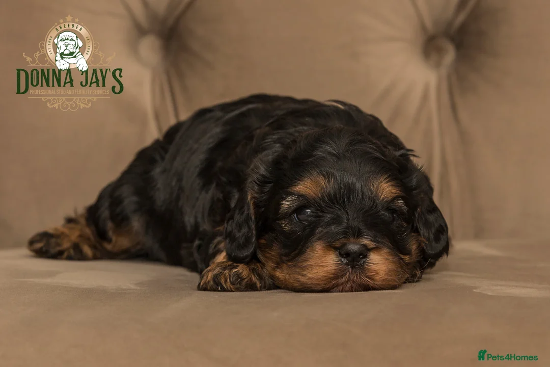 Cavapoo dogs for sale: Donna jays celebrity k9s 🌟🌟🌟🌟🌟  - Advert 8