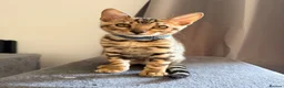 Bengal cats for sale: Stunning Bengal 3 Boys left - Advert 12