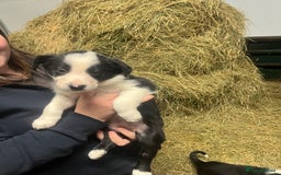 Border Collie dogs for sale: Collie pups for sale  - Image 4