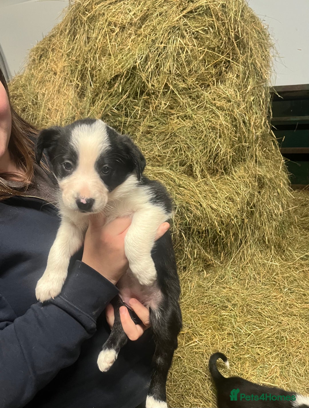 Border Collie dogs for sale: Collie pups for sale  - Image 4