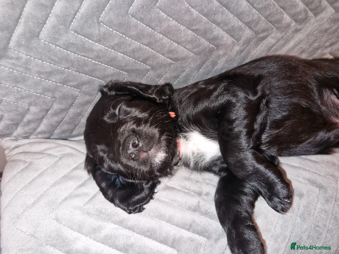 Sproodle dogs for sale: Sproodle f1b puppies - Advert 18