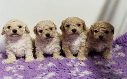 Poochon dogs for sale: 💥STUNNING H/TESTED F1 POOCHON PUPPIES FOR SALE💥 - Image 10