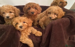 Cavapoo dogs for sale: Extensively DNA 200 tests BVA heart/eyes clear  - Image 3