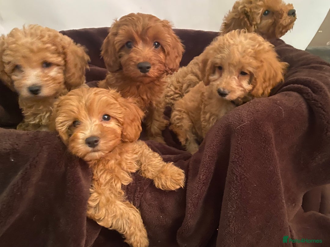 Cavapoo dogs for sale: Extensively DNA 200 tests BVA heart/eyes clear  - Image 3