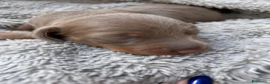 Miniature Dachshund Puppy 2