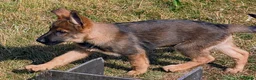 German Shepherd dogs for sale: K.C. reg GSD female - Advert 4