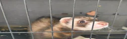 Ferret rodents for sale: Ferret looking for a loving new home 🦦❤️ in Hebden Bridge - Advert 6