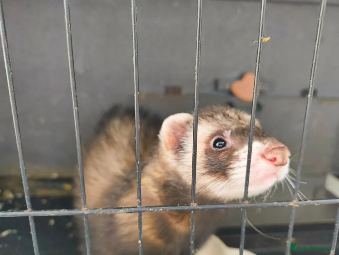 Ferret rodents for sale: Ferret looking for a loving new home 🦦❤️ in Hebden Bridge - Advert 6