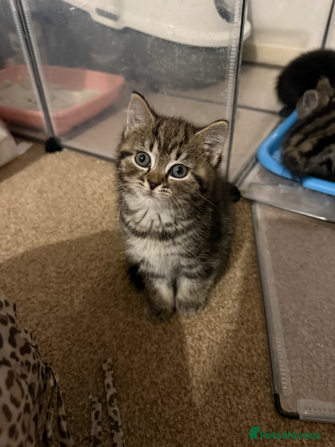 Domestic Shorthair cats for sale: Gorgeous Kittens 4 girls 1 boy - Advert 8