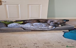 Staffordshire Bull Terrier dogs for sale: 4yr old female staffy - Image 5