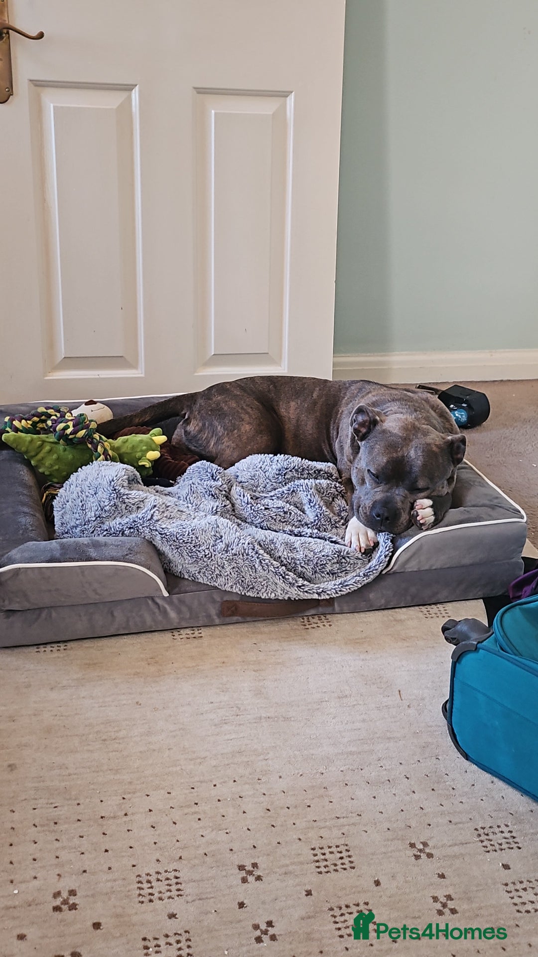 Staffordshire Bull Terrier dogs for sale: 4yr old female staffy - Image 5