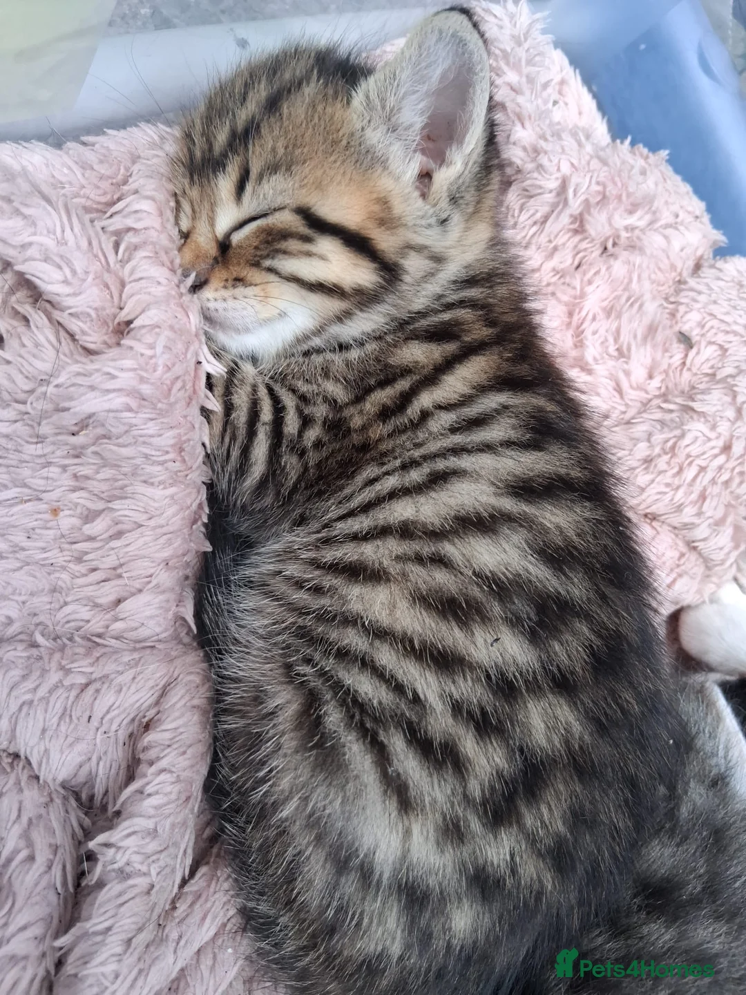 Mixed Breed cats for sale: 1 male kitten £30  - Advert 2