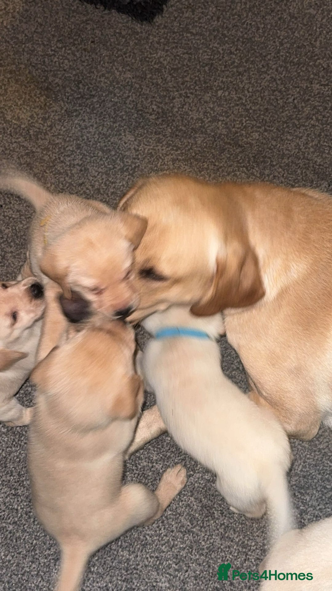Labrador Retriever dogs for sale: 9 week old Labrador Puppies, - Advert 4
