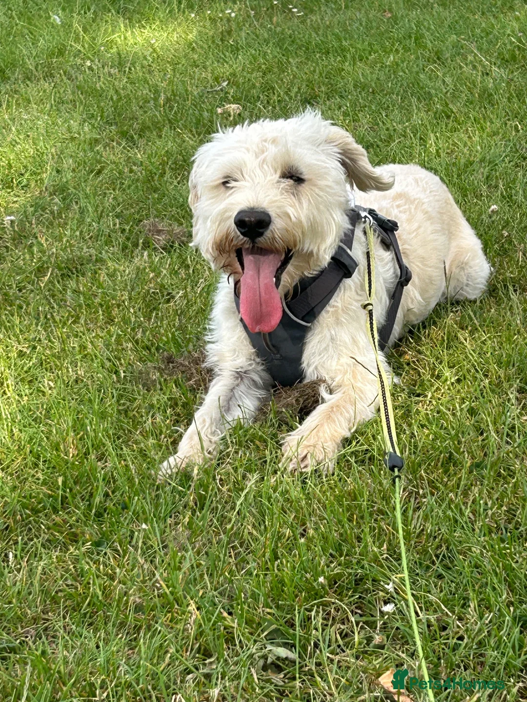 Schnoodle dogs for sale: Henry the schnoodle - Advert 1