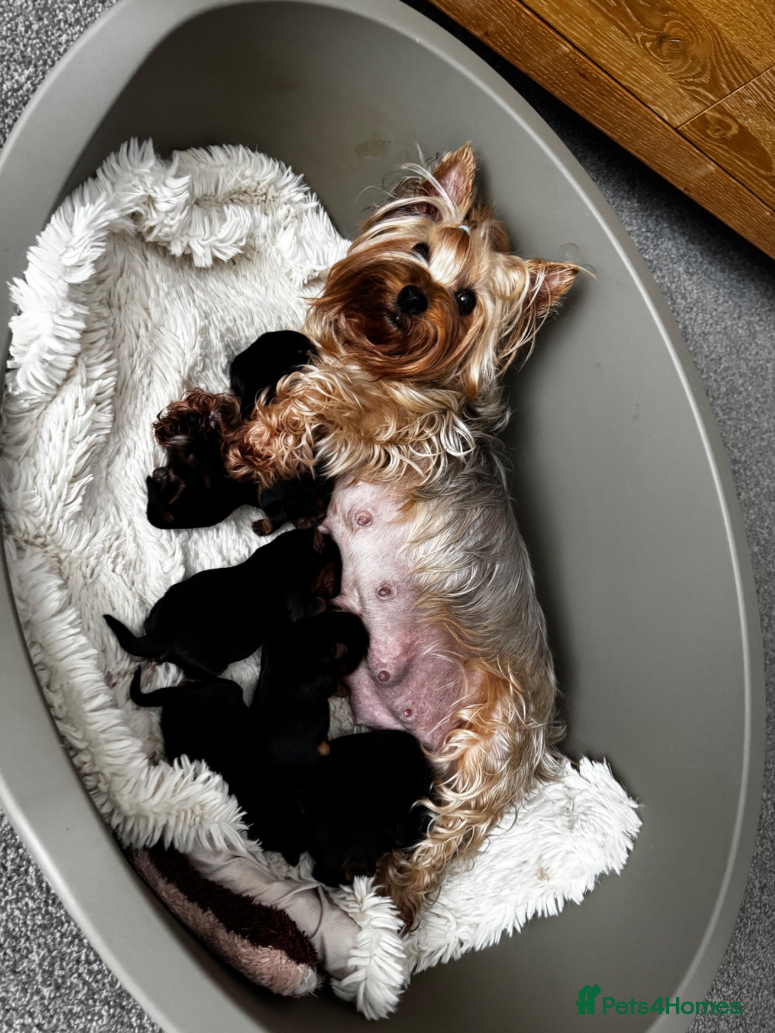 Yorkshire Terrier dogs Outstanding Pedigree Yorkshire Terrier Puppies ❤️ - Advert 1