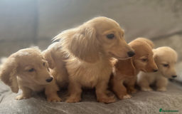 Dachshund dogs for sale: cream KC long haired miniature dachshunds for sale - Image 23