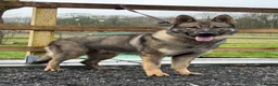 German Shepherd dogs for sale: Elite DDR German Shepherd - World-Class Pedigree  - Advert 21