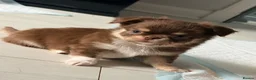Chihuahua dogs for sale: Long coat chihuahua  - Advert 2