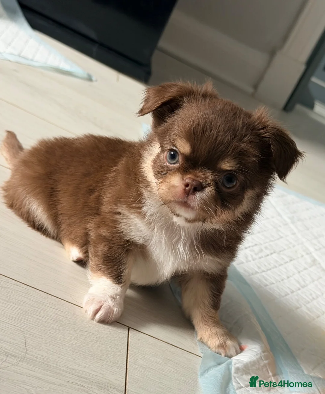Chihuahua dogs for sale: Long coat chihuahua  - Advert 2