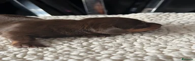 Miniature Dachshund Puppy 3