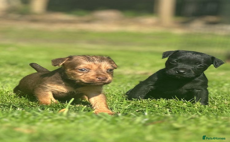 Patterdale Terrier dogs - Advert 3