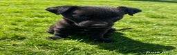 Mixed Breed dogs for sale: Beautiful border terrier x Lakeland terrier boy in Ashford - Advert 1
