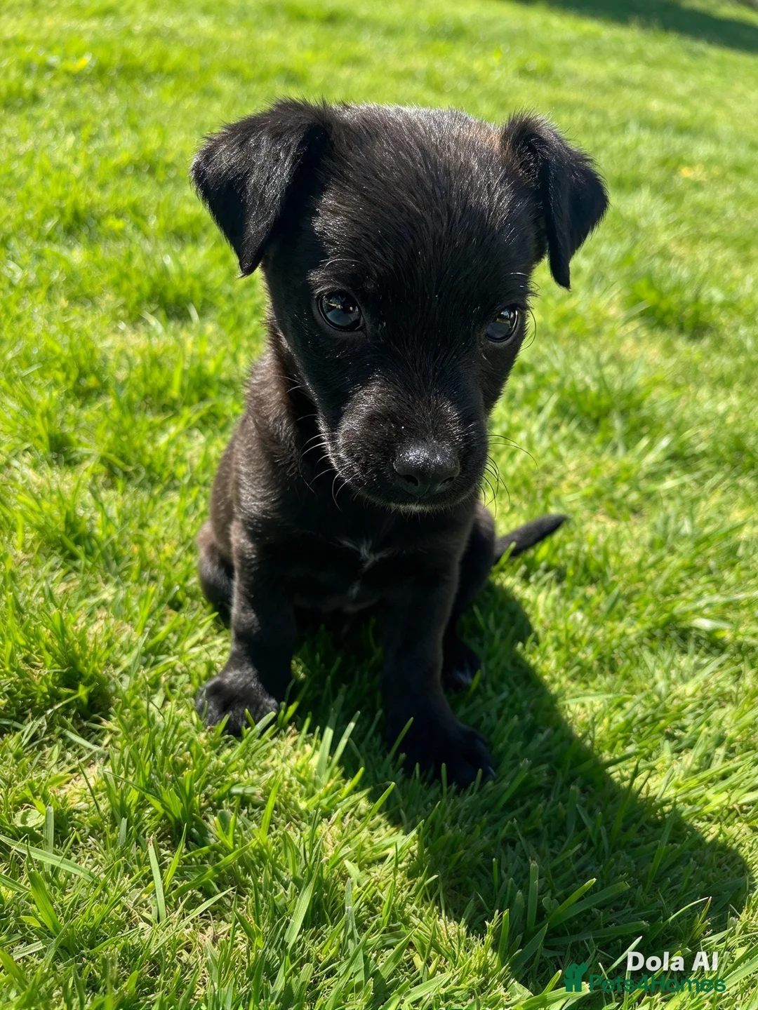 Mixed Breed dogs for sale: Beautiful border terrier x Lakeland terrier boy in Ashford - Advert 1