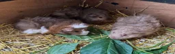 Guinea Pig rodents for sale: 🐹 Stunning Alpaca Guinea Pigs – 3 Male Brothers  - Advert 4