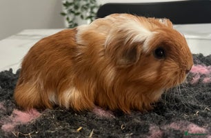 Guinea Pig rodents - Advert 12