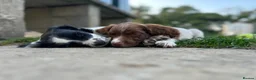 English Springer Spaniel dogs for sale: KC registered springer spaniel boys  - Advert 5