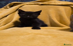 Mixed Breed cats for sale: Beautiful half ragdoll kittens - Image 17